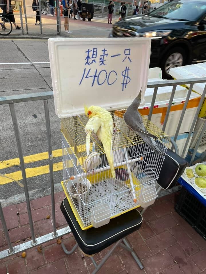 一隻1400$」 元朗生果檔懷疑非法售賣鸚鵡女檔主﹕咁大整蠱