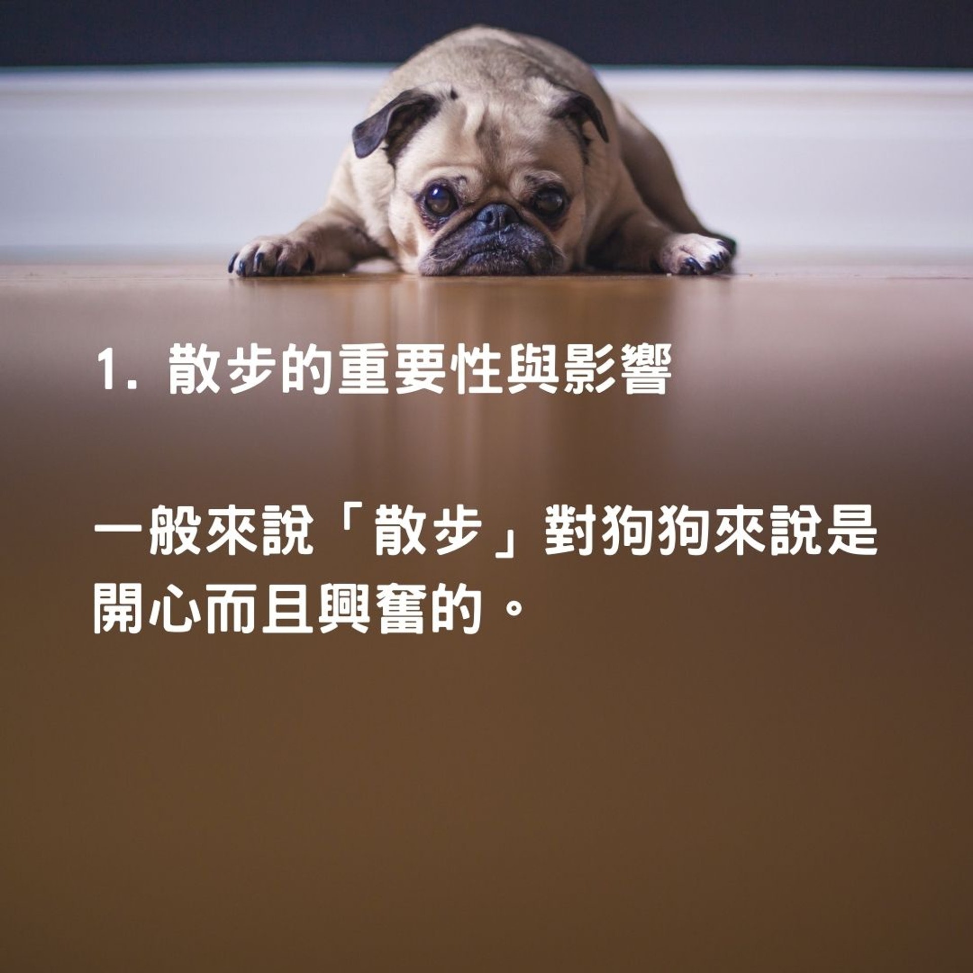 帶狗狗散步前知多啲(01製圖 / Unsplash) 帶狗狗散步前知多啲(01製圖 / Unsplash)