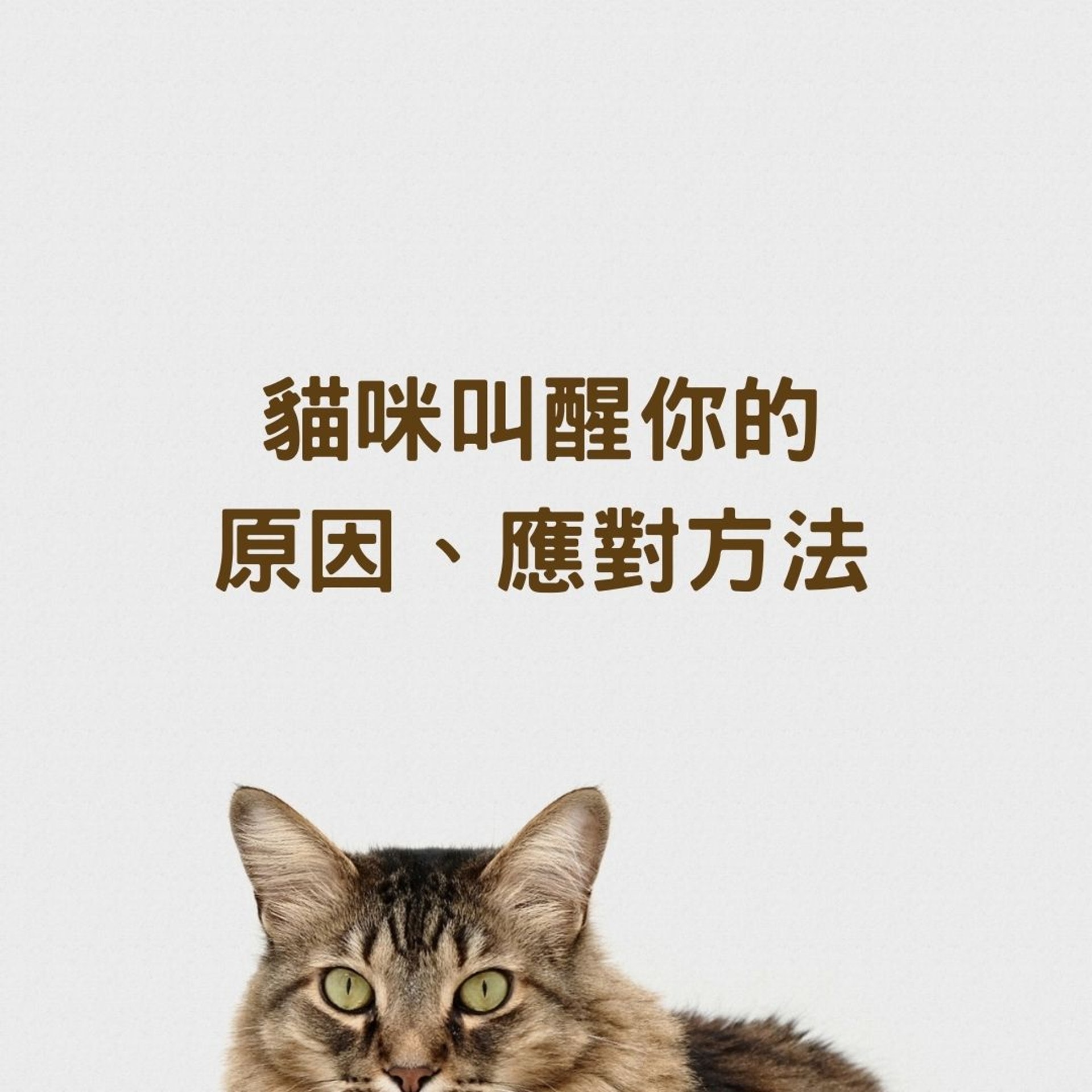 貓咪叫醒你的原因、應對方法(01製圖,charliedeets/Unsplash) 貓咪叫醒你的原因、應對方法(01製圖,charliedeets/Unsplash)