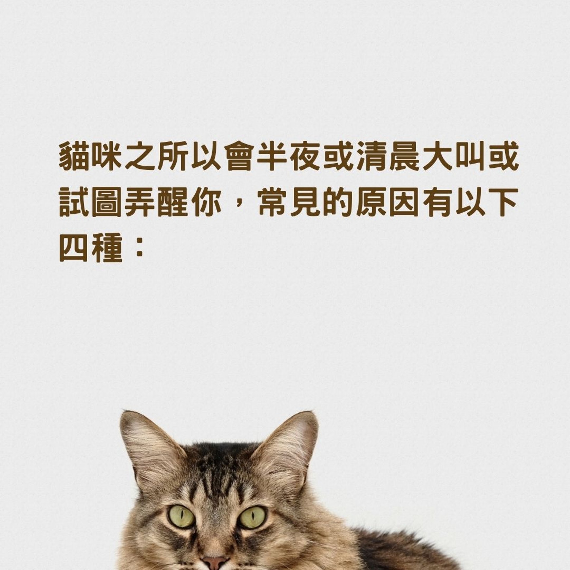 貓咪叫醒你的原因、應對方法(01製圖,charliedeets/Unsplash) 貓咪叫醒你的原因、應對方法(01製圖,charliedeets/Unsplash)