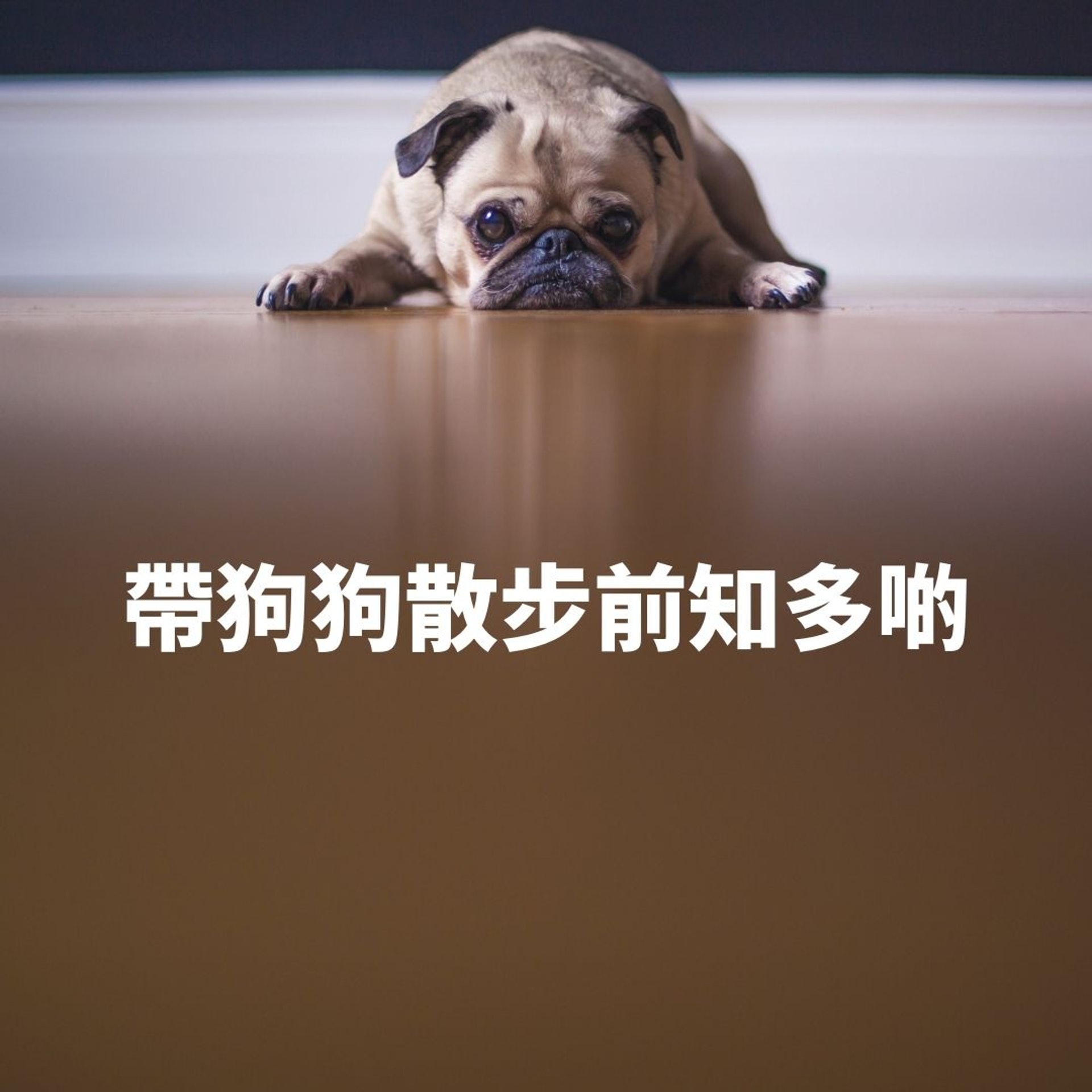 帶狗狗散步前知多啲(01製圖 / Unsplash) 帶狗狗散步前知多啲(01製圖 / Unsplash)