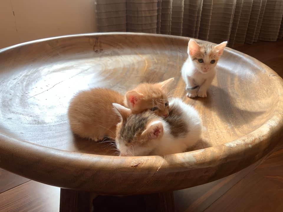 三色貓 車底撿3隻初生流浪貓其中1隻是 稀有品種 身價過百萬