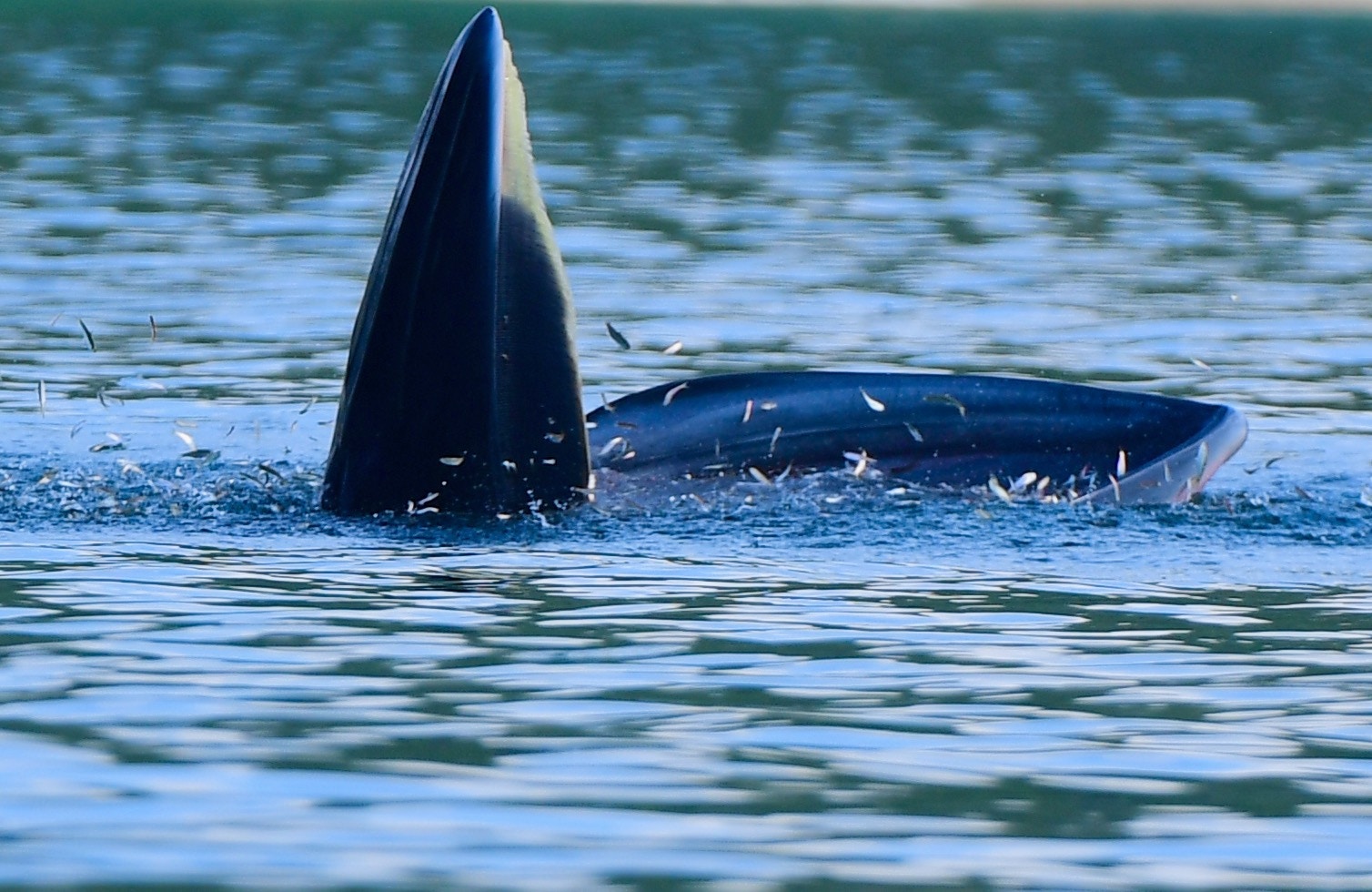 全球首例eDNA技術證深圳大鵬灣鯨魚原來非布氏鯨？