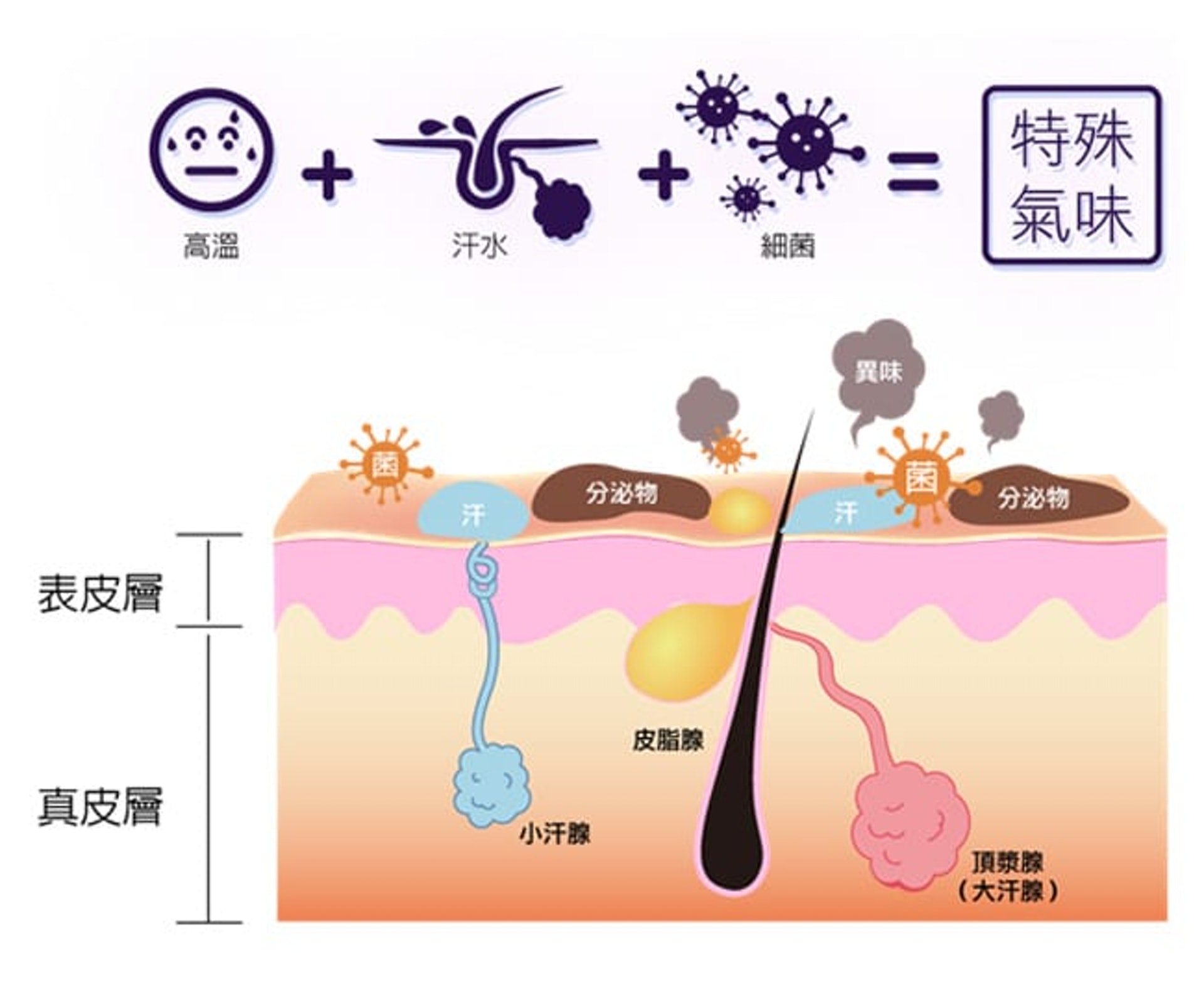 人體的汗腺可以分成大汗腺和小汗腺,其中大汗腺較容易產生氣味。(圖片:微創外科中心) 人體的汗腺可以分成大汗腺和小汗腺,其中大汗腺較容易產生氣味。(圖片:微創外科中心)