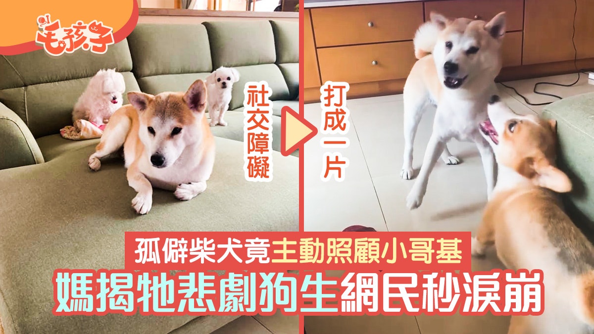 柴犬|孤僻老犬竟主動照顧小哥基 媽揭牠悲劇狗生 網民秒淚崩 柴犬|孤僻老犬竟主動照顧小哥基 媽揭牠悲劇狗生 網民秒淚崩