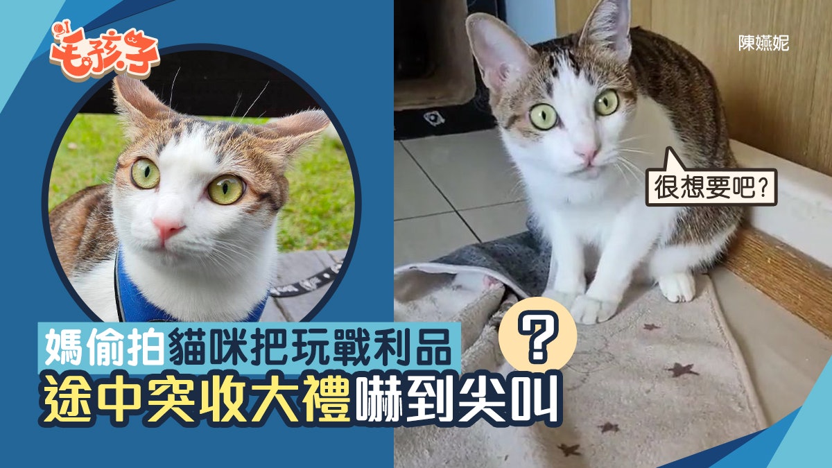 媽偷拍唐貓把玩戰利品過程 喵下秒大方送禮 媽驚嚇到尖叫不斷 媽偷拍唐貓把玩戰利品過程 喵下秒大方送禮 媽驚嚇到尖叫不斷