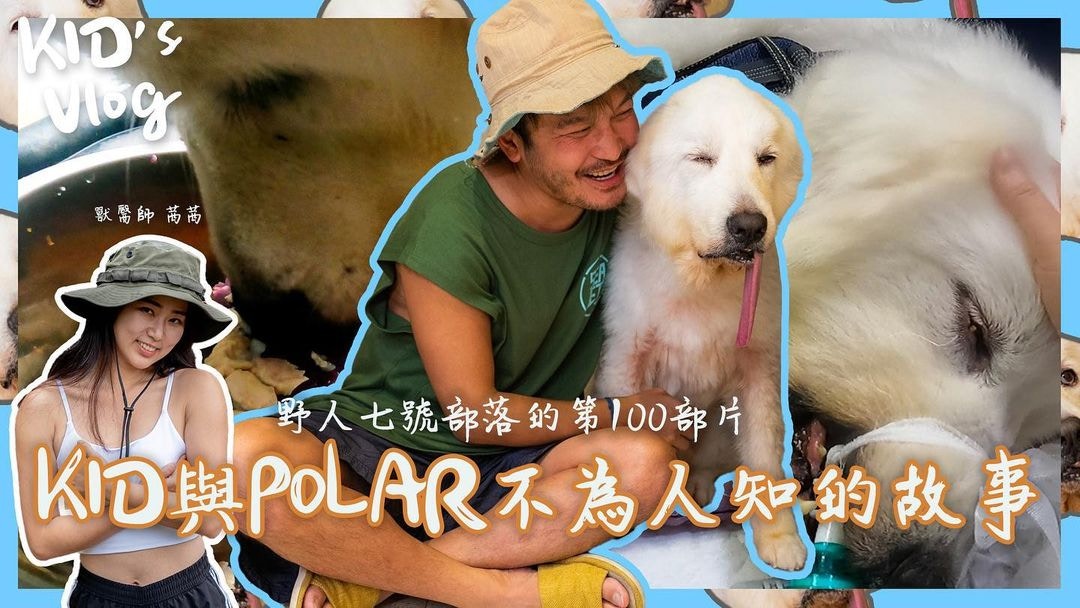 大白熊犬近親繁殖舌頭萎縮每餐餵兩倍糧爸體諒說7字惹哭網民