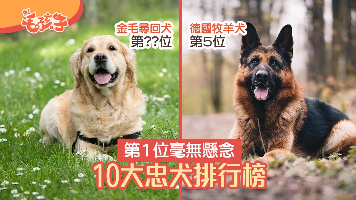 洛威拿 芝娃娃榜上有名第1位實至名歸10大忠犬排行榜