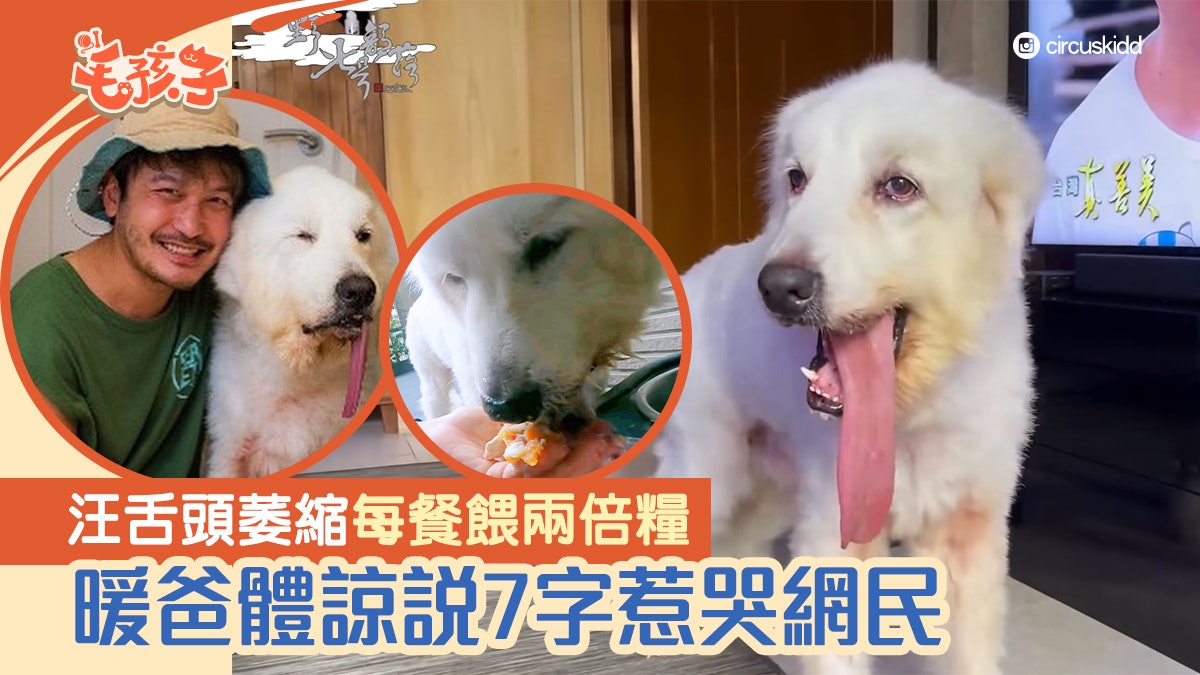 大白熊犬近親繁殖舌頭萎縮每餐餵兩倍糧爸體諒說7字惹哭網民 香港01 寵物 大白熊犬近親繁殖舌頭萎縮每餐餵兩倍糧爸體諒說7字惹哭網民 香港01 寵物