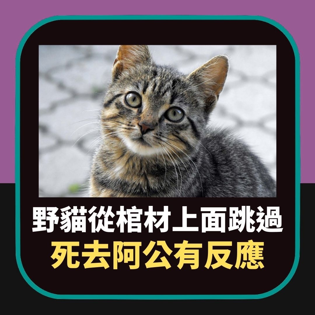 貓貓跳過棺材死去阿公竟然「有反應」嚇壞家屬原來有科學根據｜香港01 