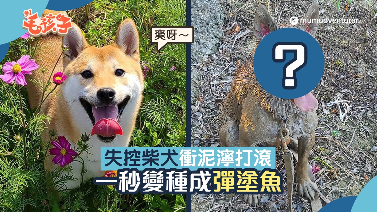 柴犬|失控狗狗衝泥漿瘋狂打滾 一秒變種成彈塗魚 網民笑不停 柴犬|失控狗狗衝泥漿瘋狂打滾 一秒變種成彈塗魚 網民笑不停
