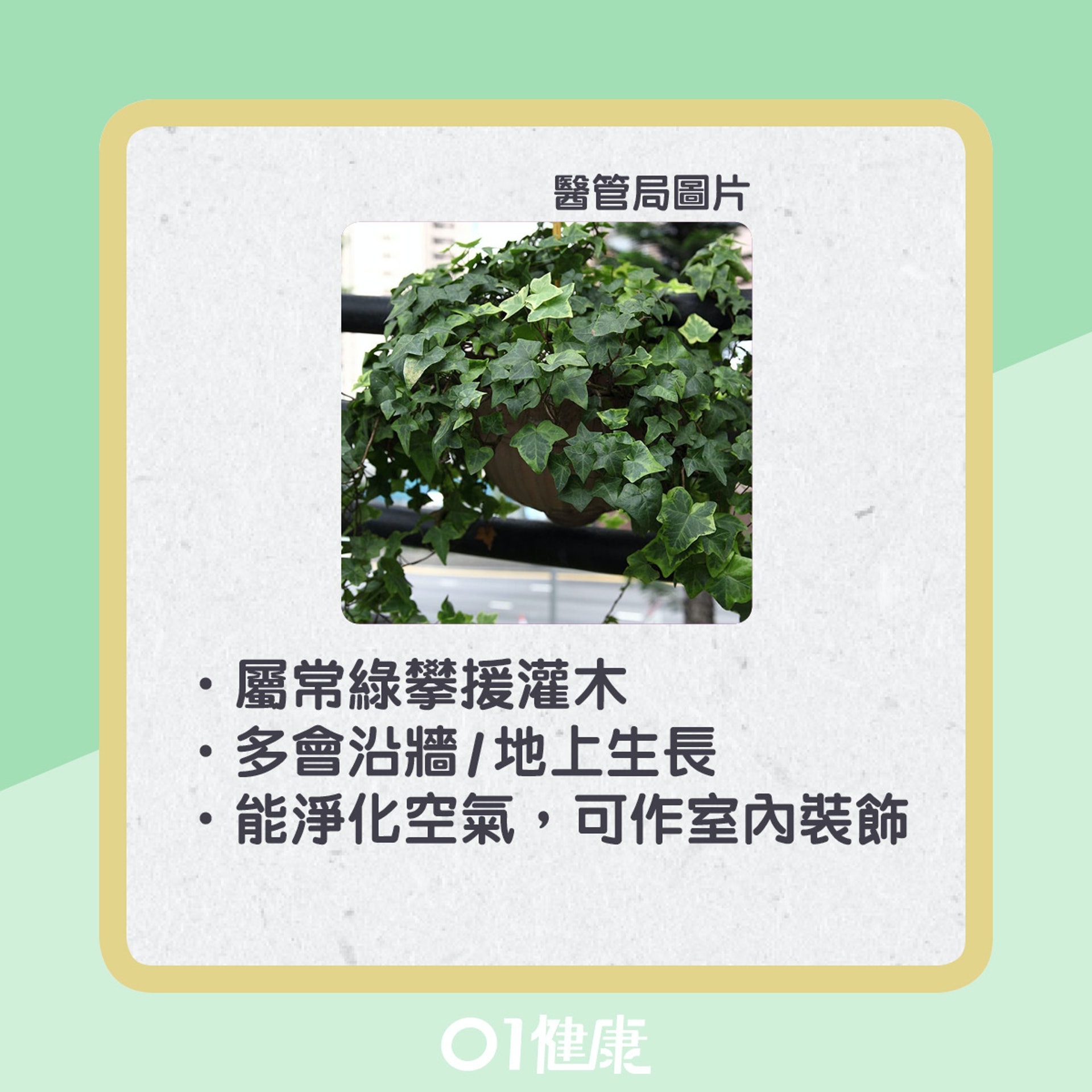 常春藤屬有毒植物。(醫管局圖片/01製圖) 常春藤屬有毒植物。(醫管局圖片/01製圖)