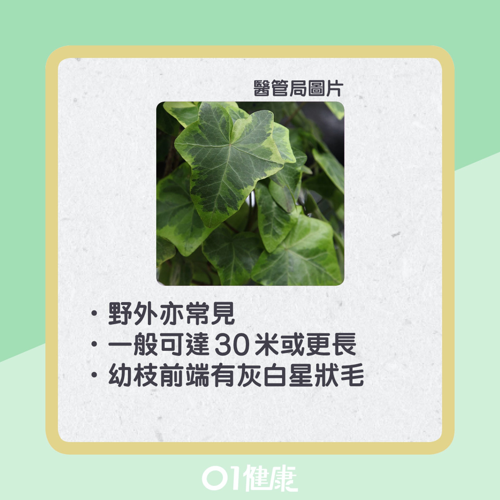 常春藤屬有毒植物。（醫管局圖片/01製圖）