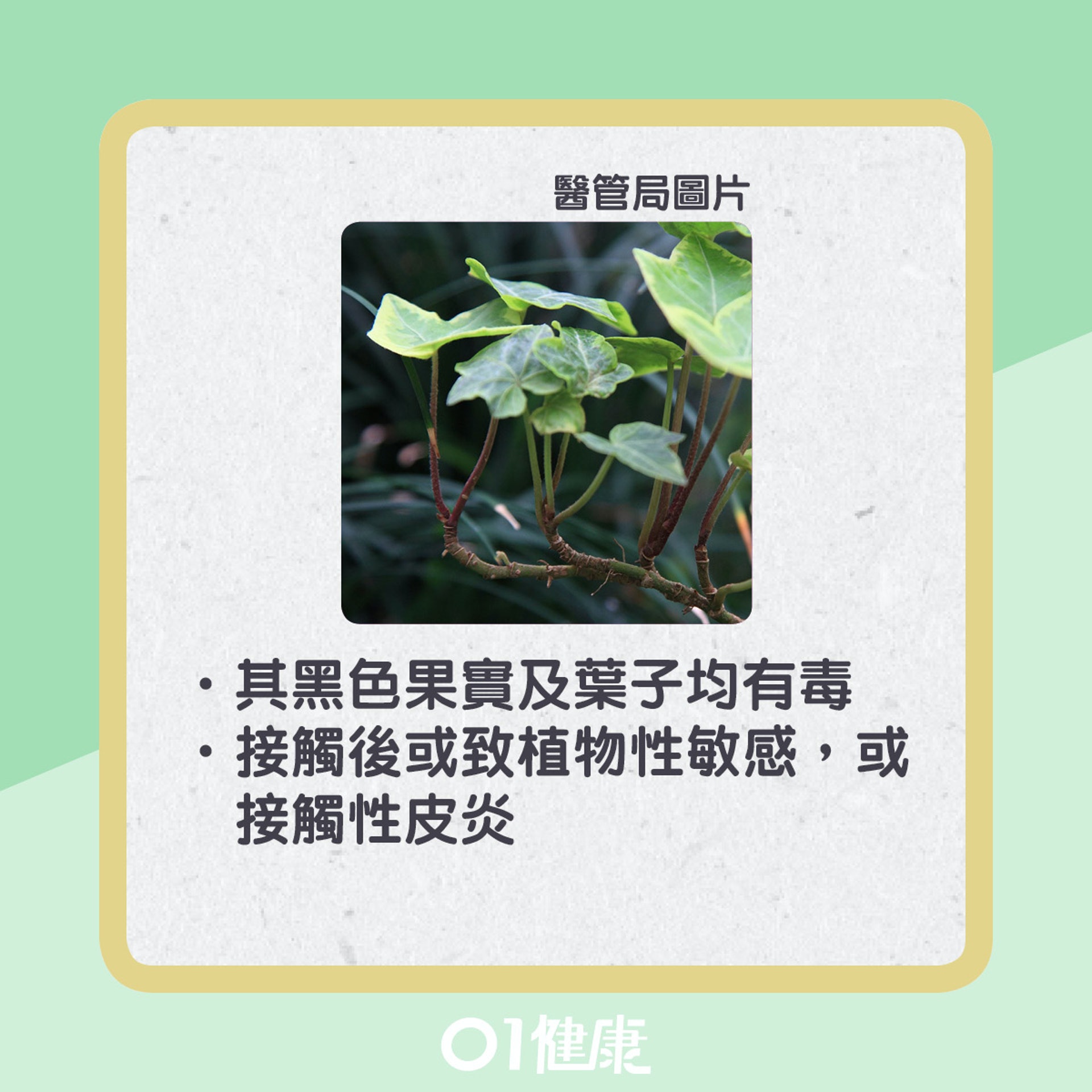 常春藤屬有毒植物。（醫管局圖片/01製圖）