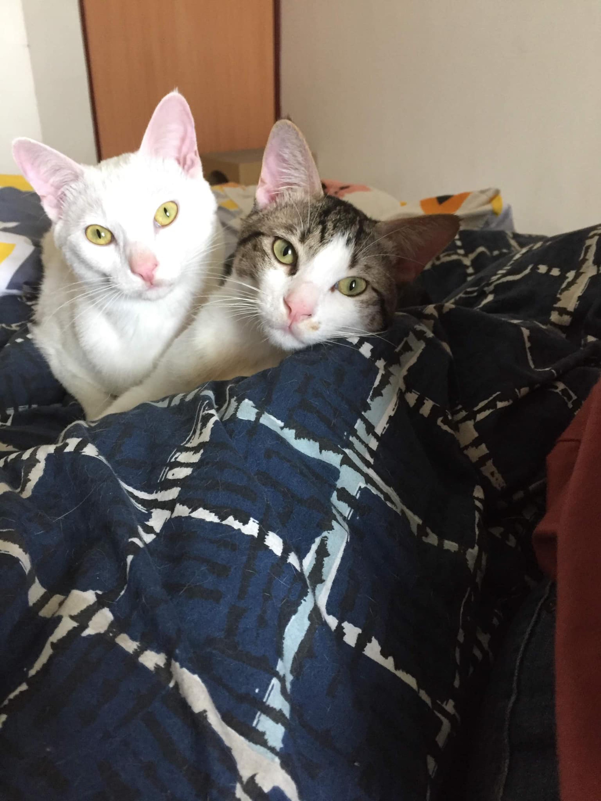 唐貓 白貓出生時裝錯墨水一轉身網民超震驚 哪裏偷來的尾巴 唐貓 白貓出生時裝錯墨水一轉身網民超震驚 哪裏偷來的尾巴