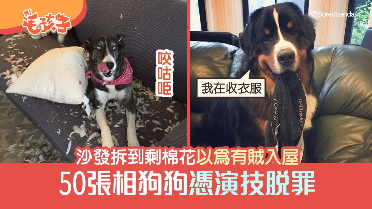 狗狗把沙發拆到剩棉花回到家以為有賊入屋50張相牠憑演技脫罪 香港01 寵物
