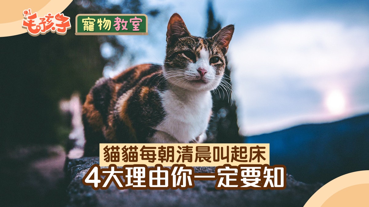 貓行為|牠每天清晨四點弄醒你?4大理由你一定要知道 貓行為|牠每天清晨四點弄醒你?4大理由你一定要知道