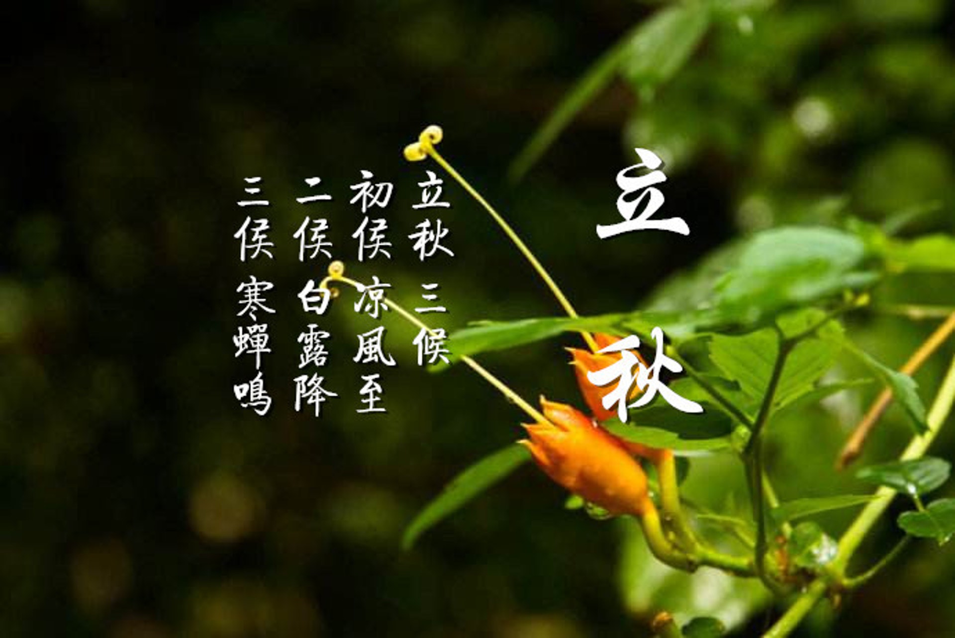 古有說法:「一候涼風至,二候白露生,三候寒蟬鳴」,在立秋後的15天之間,先會起秋風,接著清晨開始出現霧氣,最後到寒蟬因天氣轉冷而鳴叫。(圖片:0478114) 古有說法:「一候涼風至,二候白露生,三候寒蟬鳴」,在立秋後的15天之間,先會起秋風,接著清晨開始出現霧氣,最後到寒蟬因天氣轉冷而鳴叫。(圖片:0478114)