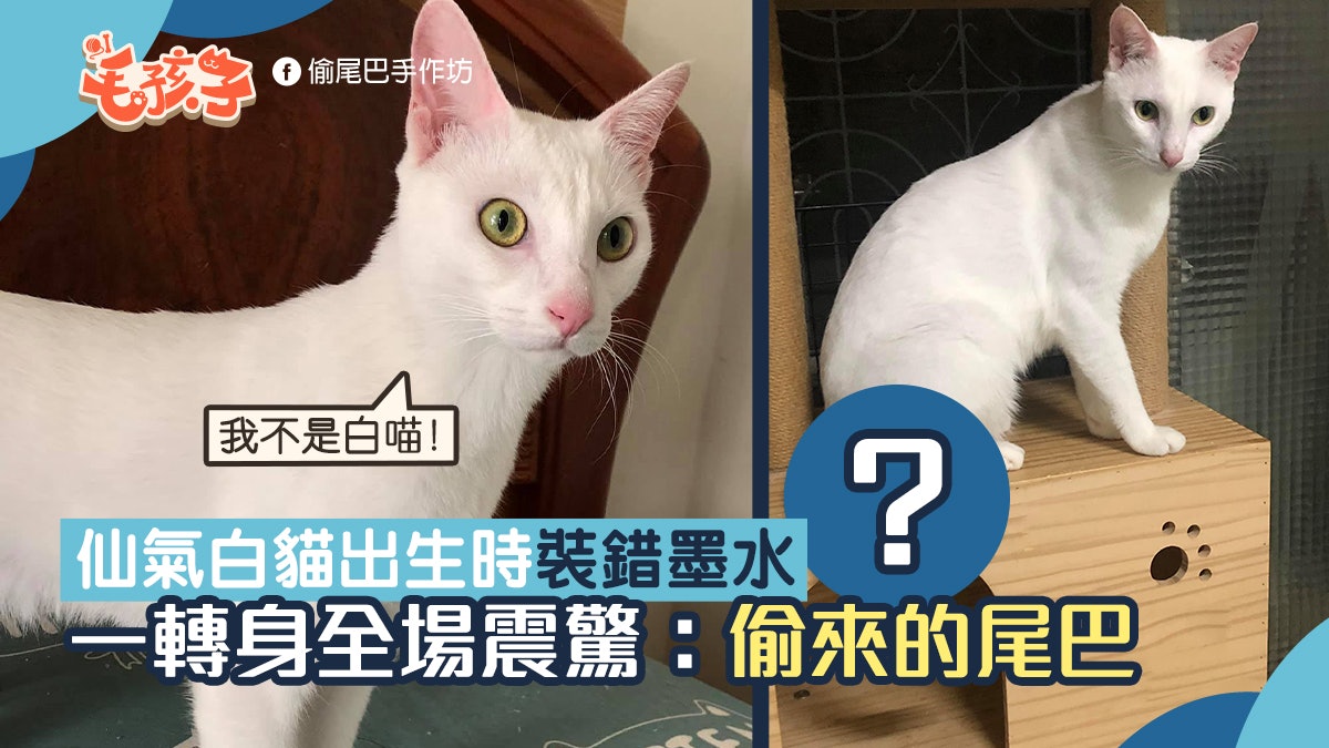 唐貓 白貓出生時裝錯墨水一轉身網民超震驚 哪裏偷來的尾巴 香港01 寵物 唐貓 白貓出生時裝錯墨水一轉身網民超震驚 哪裏偷來的尾巴 香港01 寵物