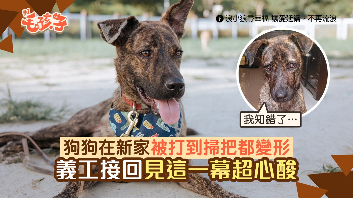 流浪唐狗剛被領養便遭毒打打到掃把都變形義工接回見心酸一幕 流浪唐狗剛被領養便遭毒打打到掃把都變形義工接回見心酸一幕