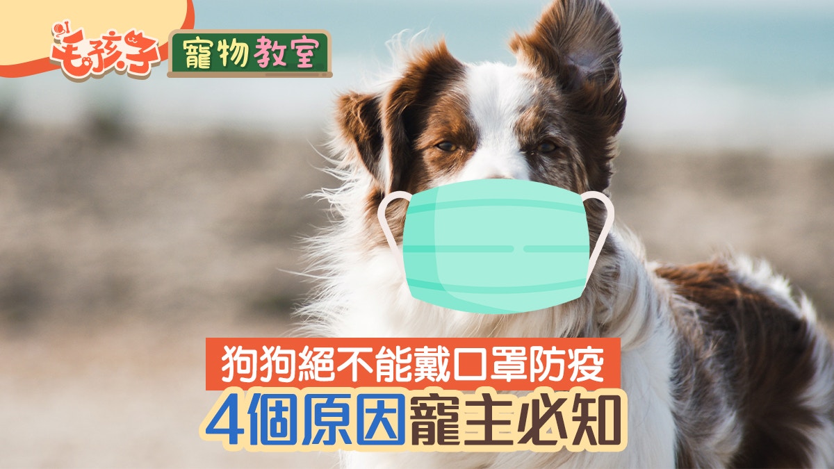 帶狗散步遭路人狠批毛孩沒戴口罩　獸醫提出4大原因：牠不能戴