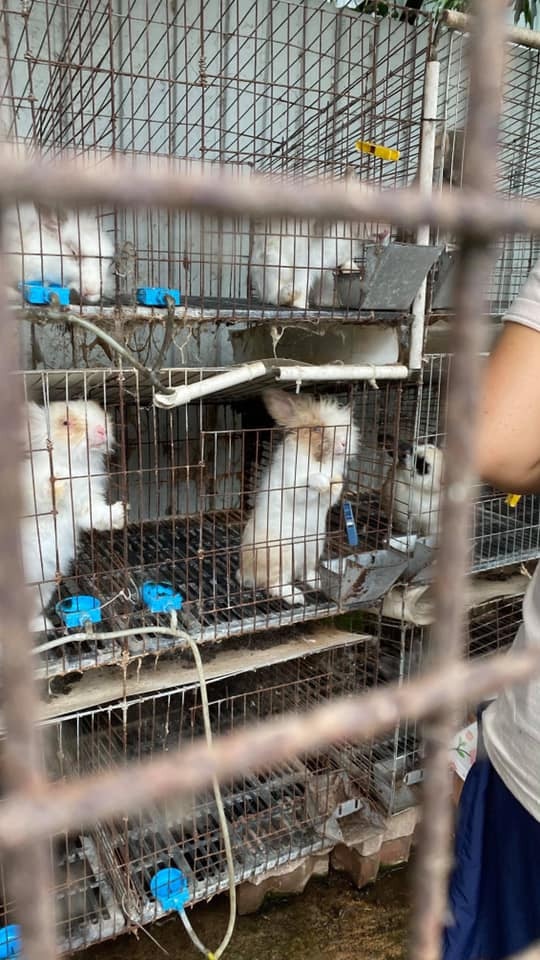 農莊飼養約10頭兔子，生活在尤如雞籠般的鐵籠。（兔廬提供）