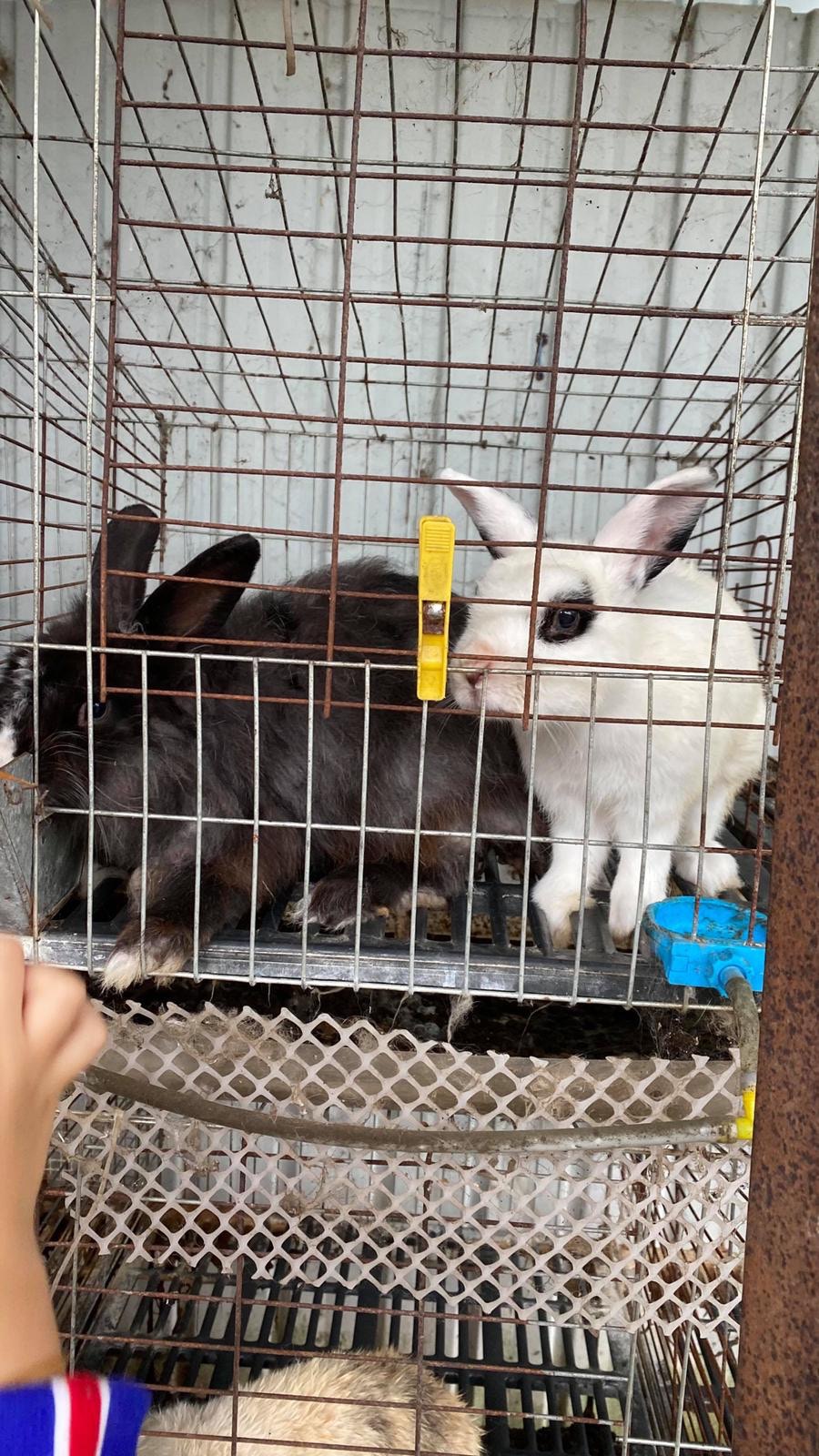 農莊飼養約10頭兔子，生活在尤如雞籠般的鐵籠。（兔廬提供）