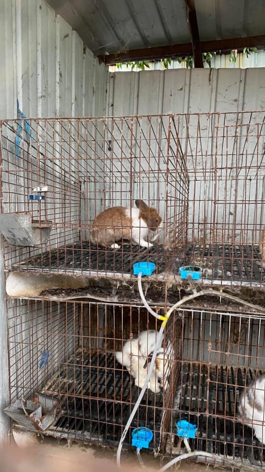 籠底沒有軟墊，四圍都有銹漬，環境骯髒。（兔廬提供）