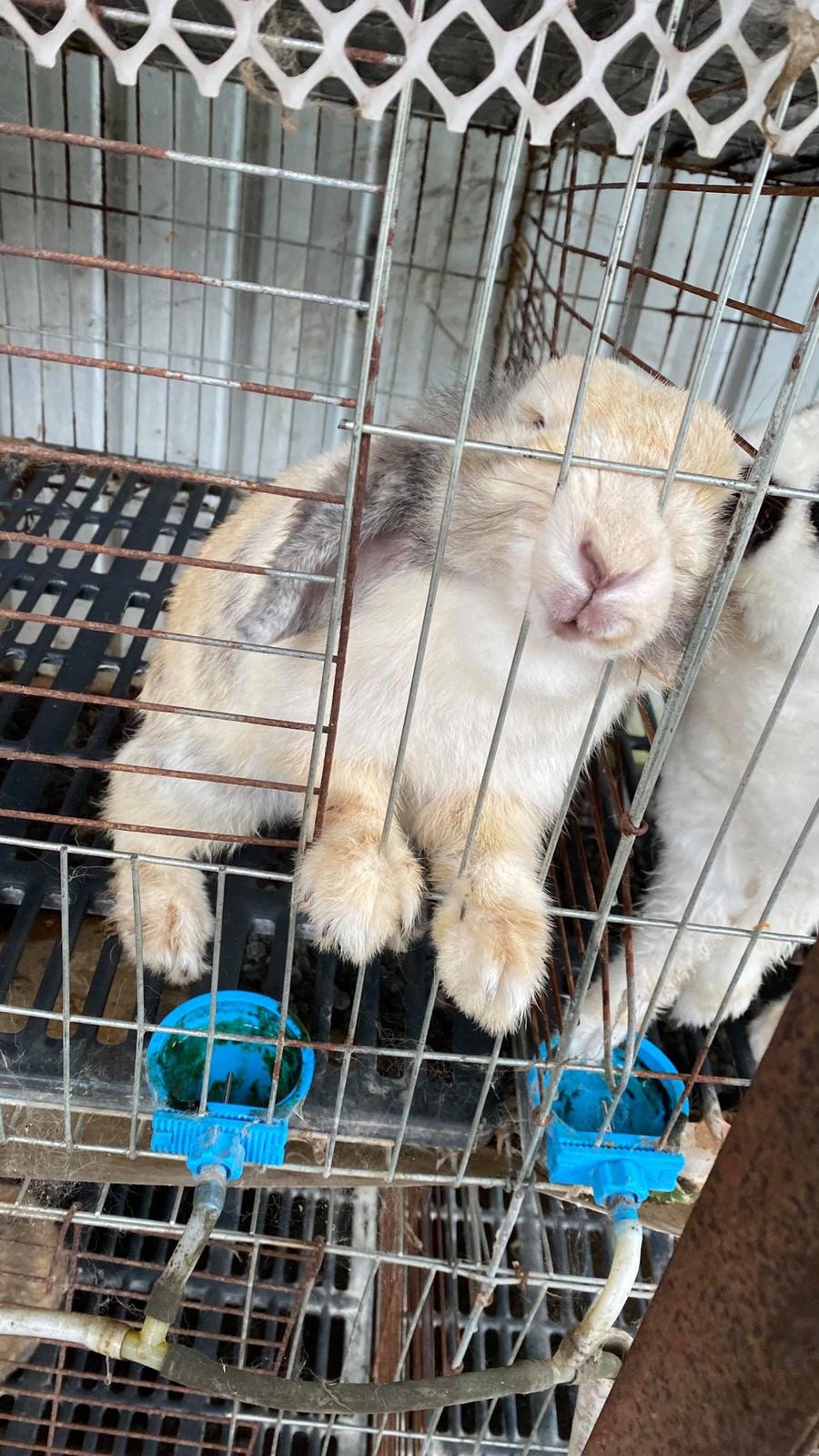 籠底沒有軟墊，四圍都有銹漬，環境骯髒。（兔廬提供）