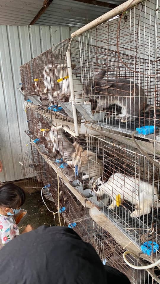 農莊飼養約10頭兔子，生活在尤如雞籠般的鐵籠。（兔廬提供）