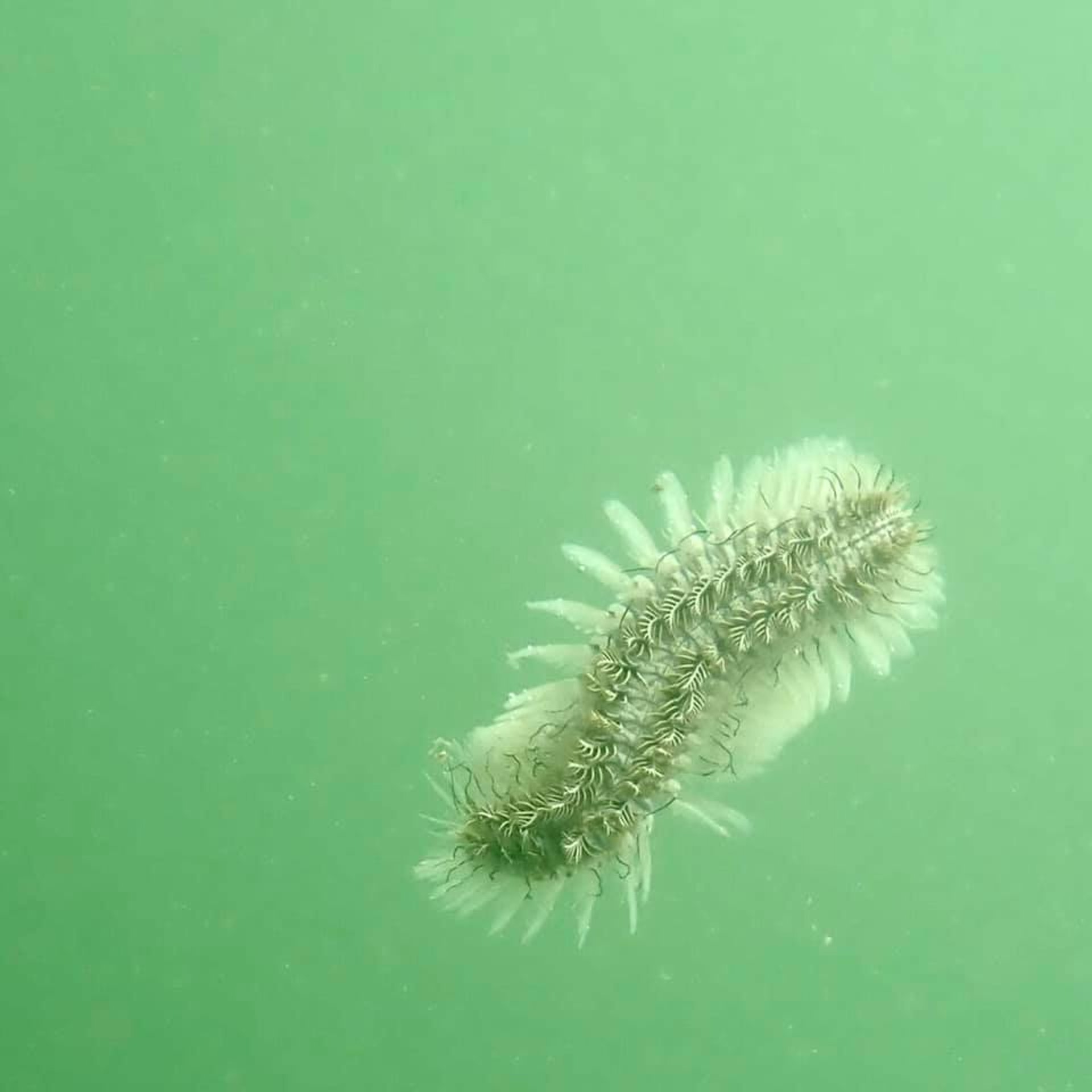 龍尾泳灘 海底驚現有毒海毛蟲 坑鯰連日大雨沖刷露黑底沙 龍尾泳灘 海底驚現有毒海毛蟲 坑鯰連日大雨沖刷露黑底沙