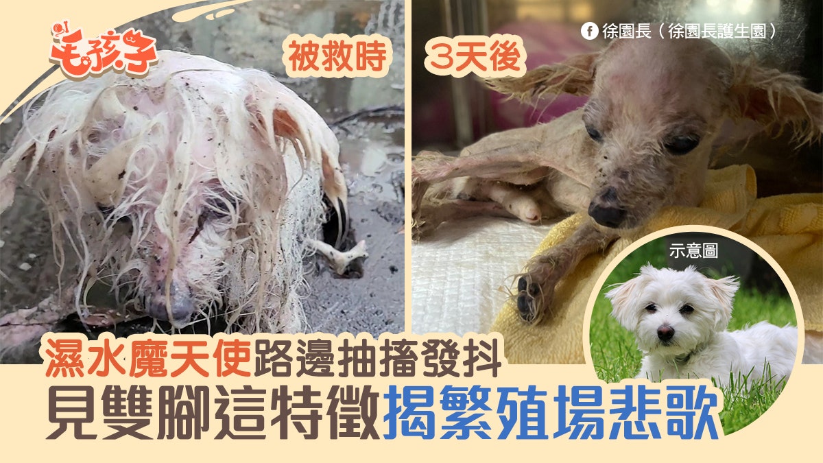 魔天使 瘦弱狗狗發抖淋雨義工救起見雙腳這特徵揭繁殖場悲歌 魔天使 瘦弱狗狗發抖淋雨義工救起見雙腳這特徵揭繁殖場悲歌