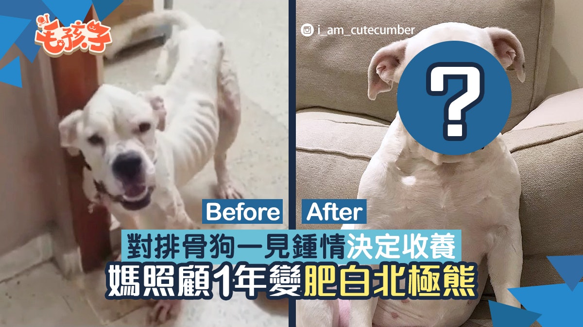 美國鬥牛犬|媽對流浪排骨狗一見鍾情 照顧一年後速變嫩白北極熊 美國鬥牛犬|媽對流浪排骨狗一見鍾情 照顧一年後速變嫩白北極熊