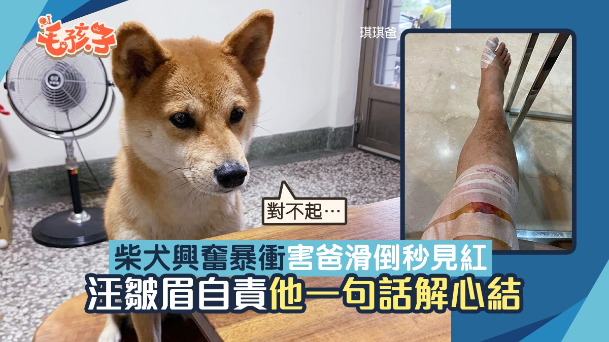 柴犬雨天散步興奮暴衝害爸滑倒秒見紅狗皺眉自責他一句話解心結