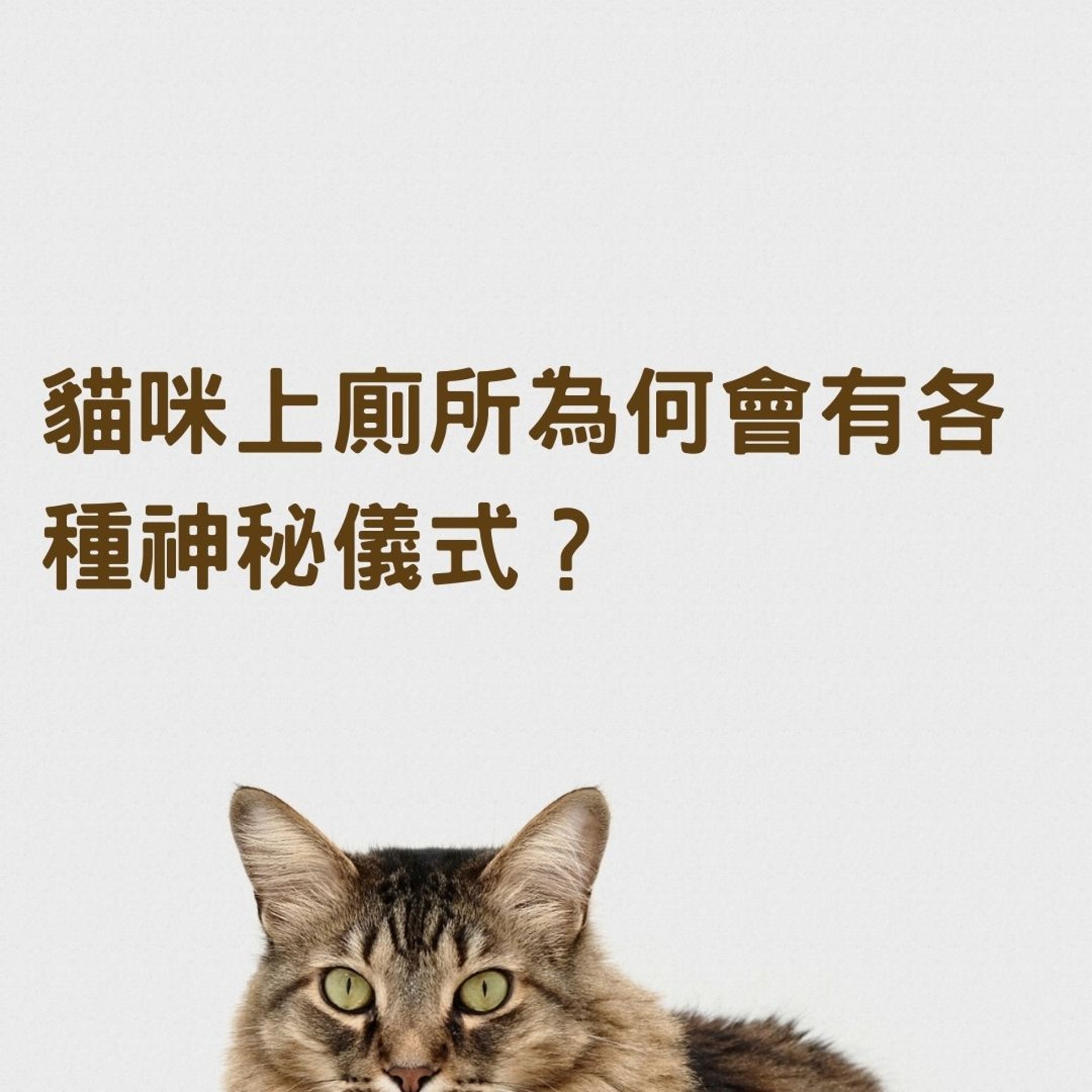 貓咪上廁所為何會有各種神秘儀式?(01製圖, charliedeets/Unsplash) 貓咪上廁所為何會有各種神秘儀式?(01製圖, charliedeets/Unsplash)