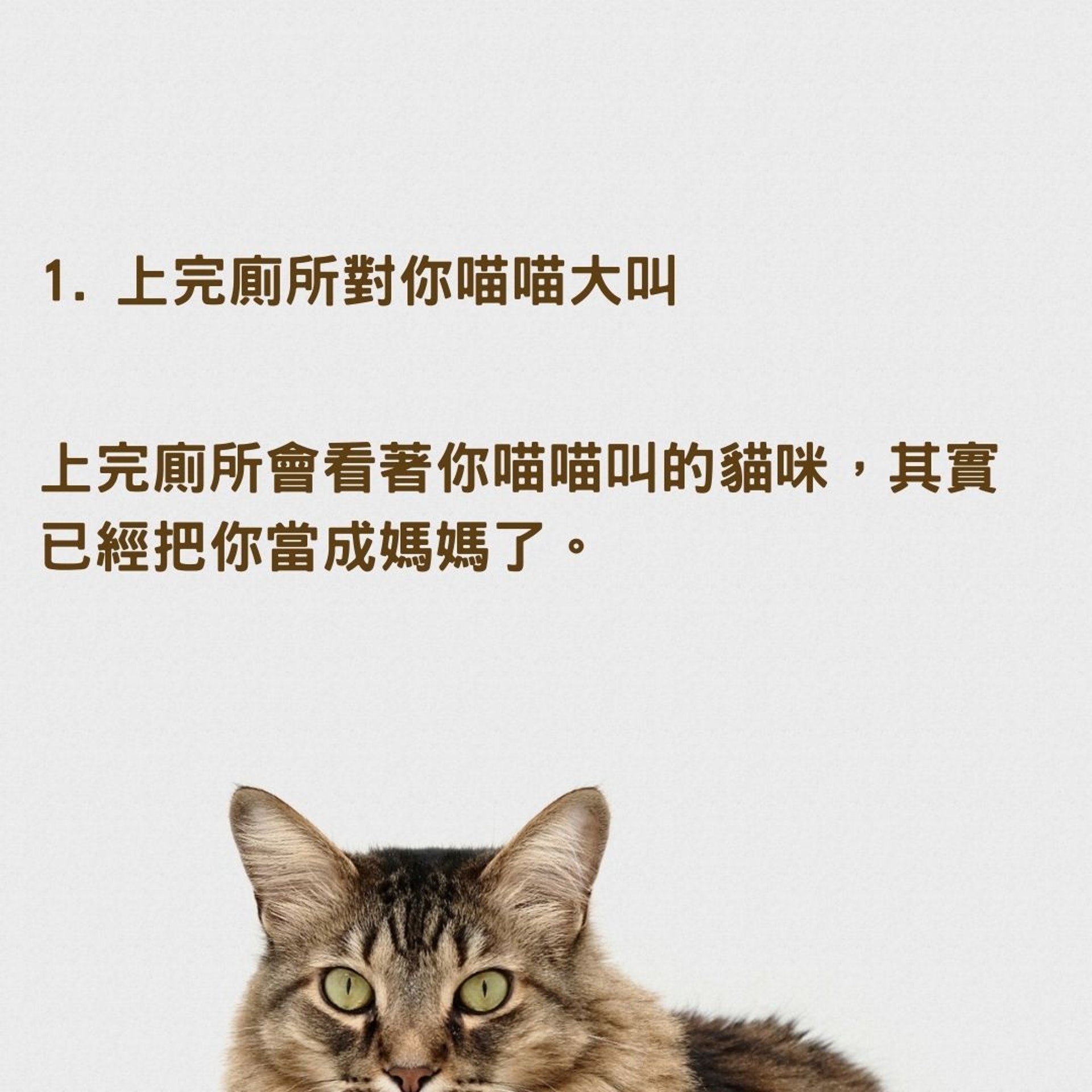 貓咪上廁所為何會有各種神秘儀式?(01製圖, charliedeets/Unsplash) 貓咪上廁所為何會有各種神秘儀式?(01製圖, charliedeets/Unsplash)
