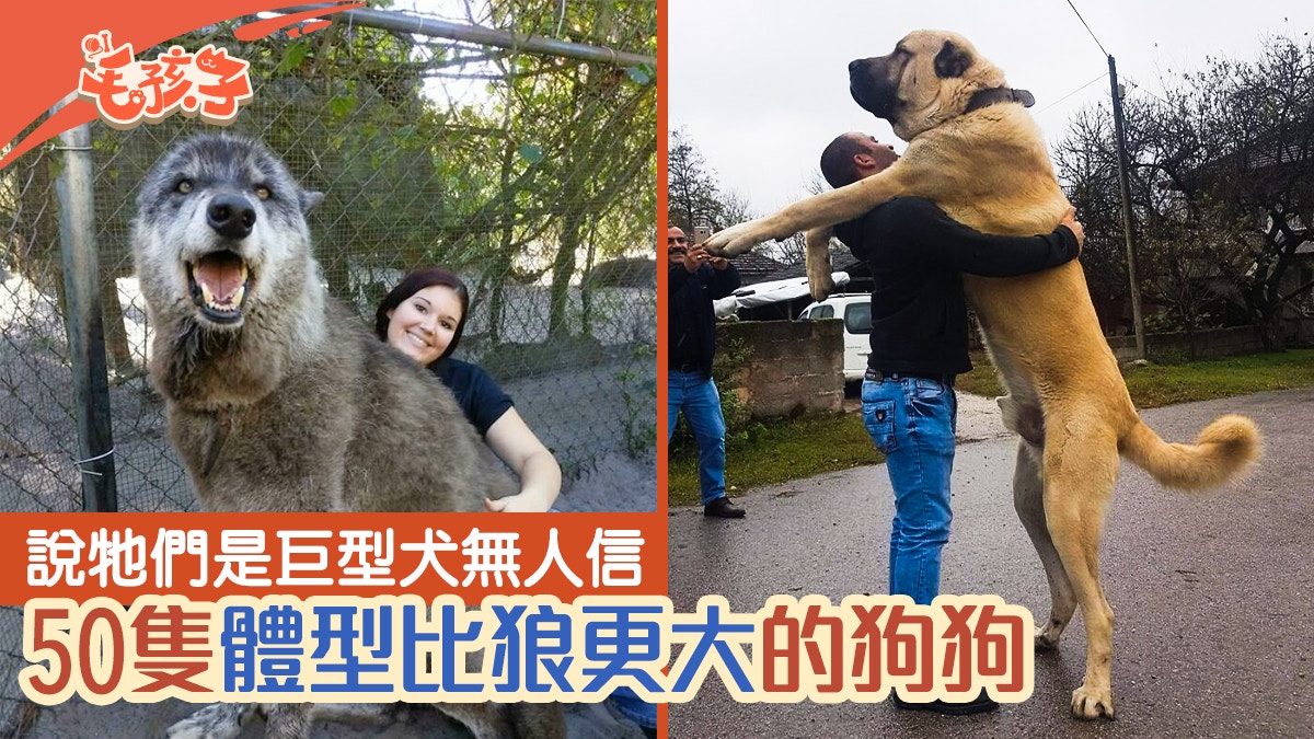 50隻體型比狼更大的狗狗　說牠們是巨型犬無人信