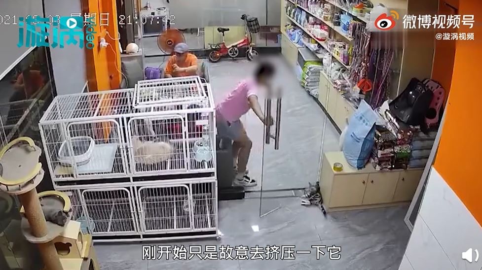 廣東省1名女童日前在寵物店玩玻璃門，正在歇息的小貓不幸被夾死。（微博影片截圖）