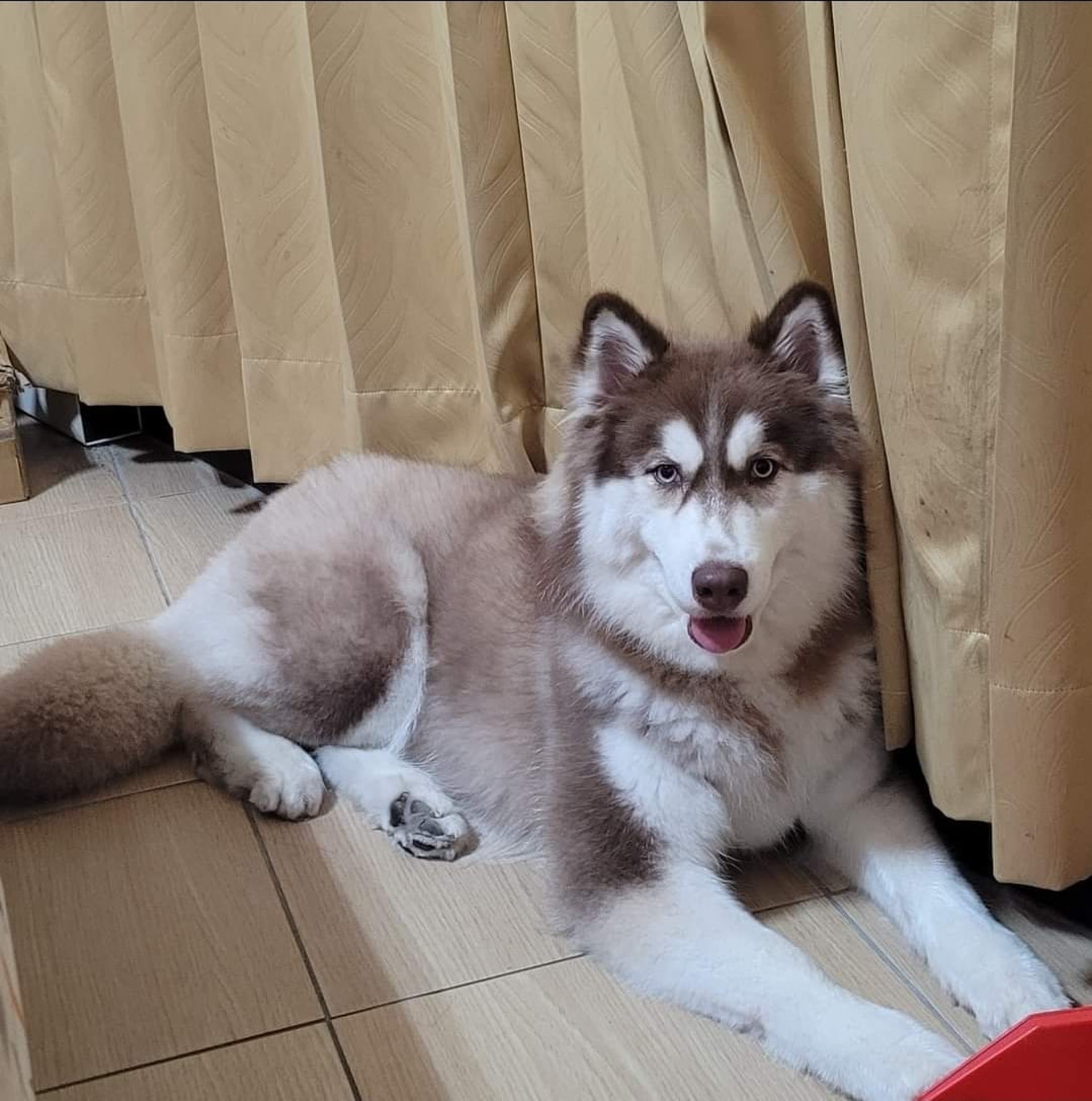 雪橇犬被隔壁小黃狗吠足整條街媽揭開 深仇大恨 網民笑瘋 雪橇犬被隔壁小黃狗吠足整條街媽揭開 深仇大恨 網民笑瘋