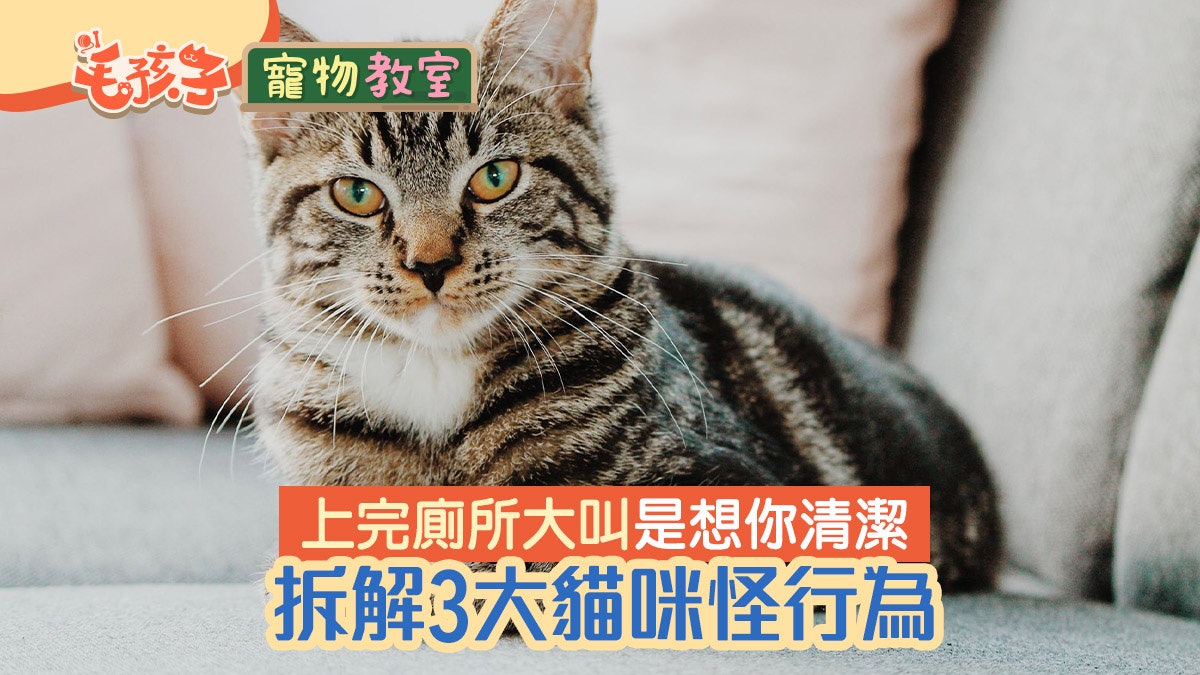 貓行為|去廁所充滿奇怪儀式 暴走又大叫?拆解3大貓咪怪行為 貓行為|去廁所充滿奇怪儀式 暴走又大叫?拆解3大貓咪怪行為