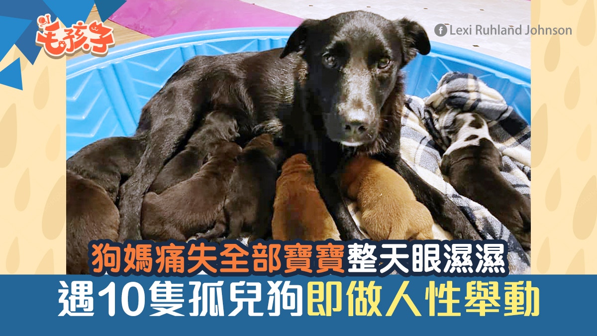 喪子狗媽遇上10隻孤兒狗　下秒即做出人性舉動　義工感動流淚