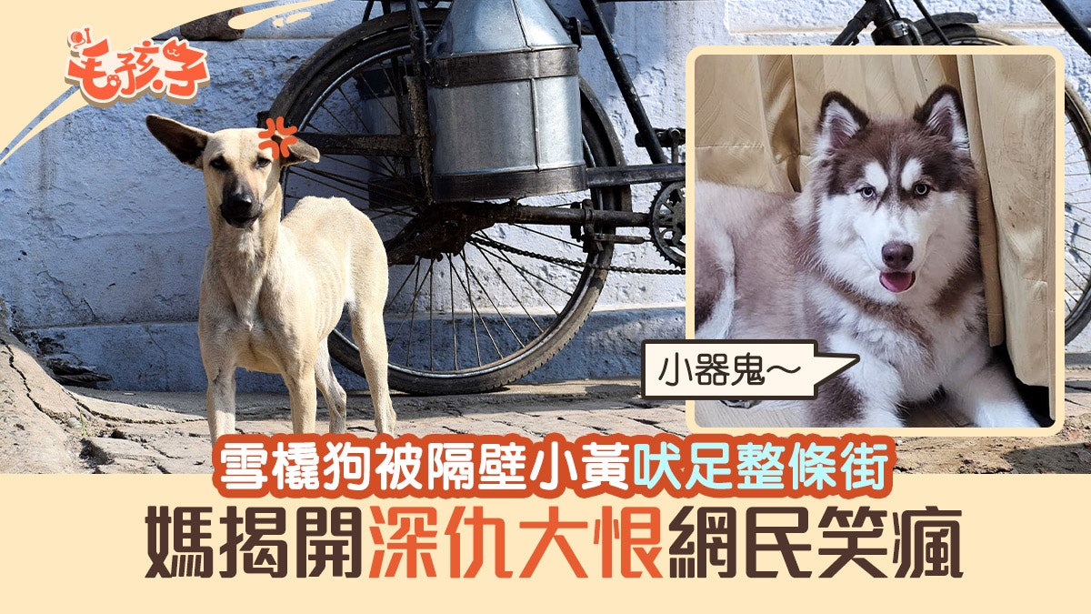 雪橇犬被隔壁小黃狗吠足整條街媽揭開 深仇大恨 網民笑瘋 雪橇犬被隔壁小黃狗吠足整條街媽揭開 深仇大恨 網民笑瘋