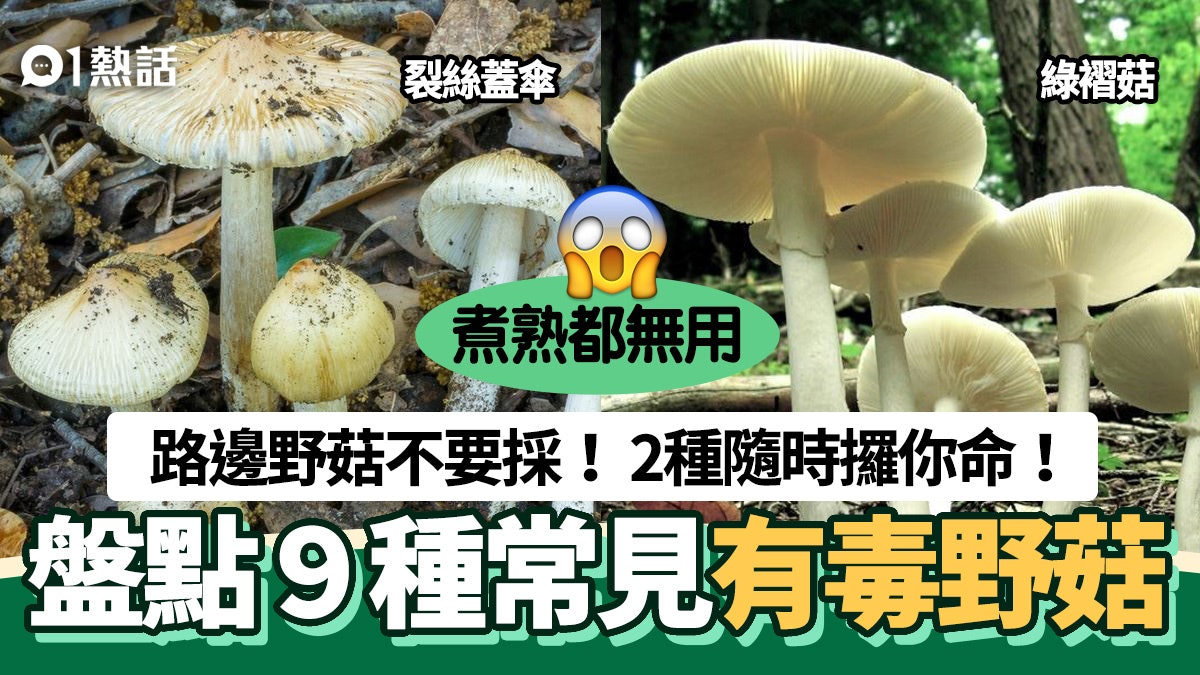 石硤尾公園有毒菇 女子食後中毒盤點9種常見毒野菇2種可致命 香港01 熱爆話題