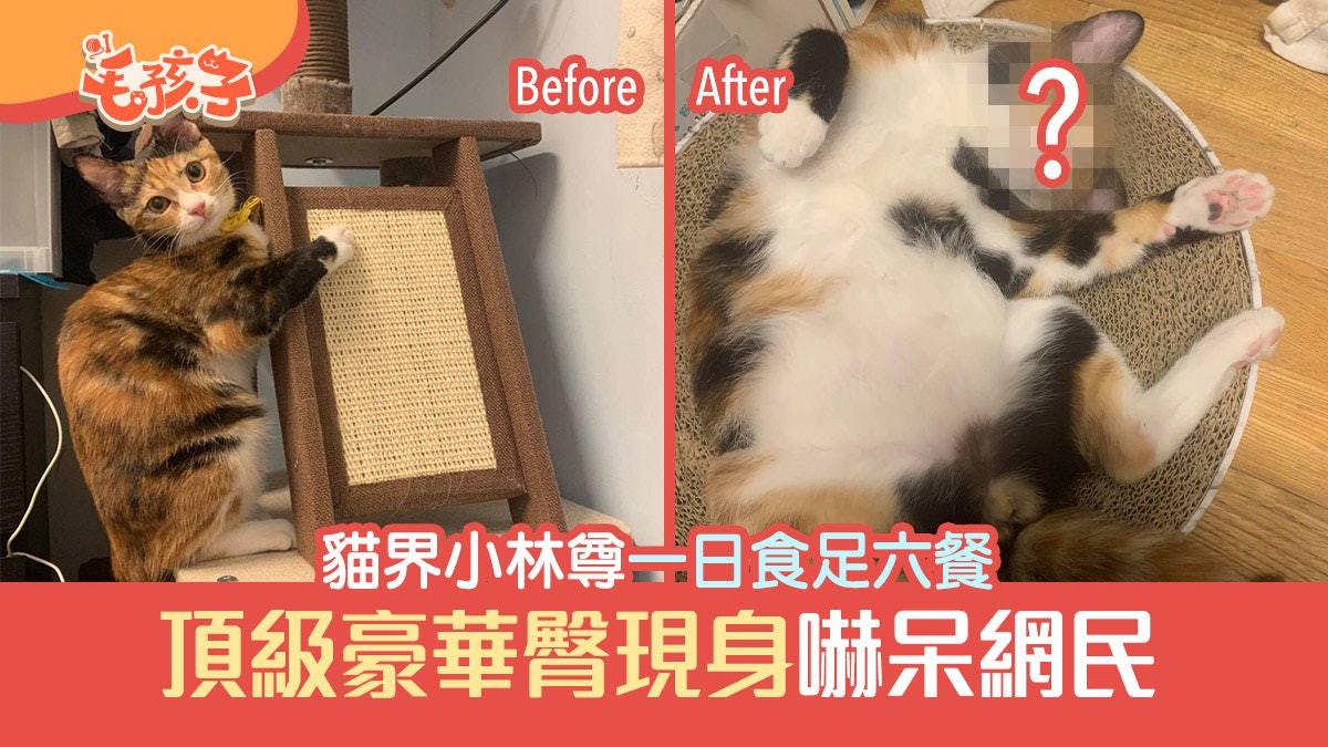 唐貓|貓界小林尊入屋後一日食足六餐 頂級豪華臀現身嚇呆網民 唐貓|貓界小林尊入屋後一日食足六餐 頂級豪華臀現身嚇呆網民