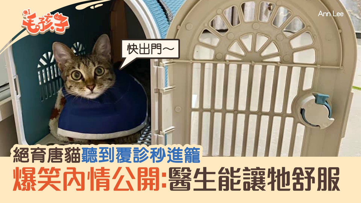懂人話唐貓聽到覆診秒進籠爆笑內情公開 只有獸醫能解決 香港01 寵物