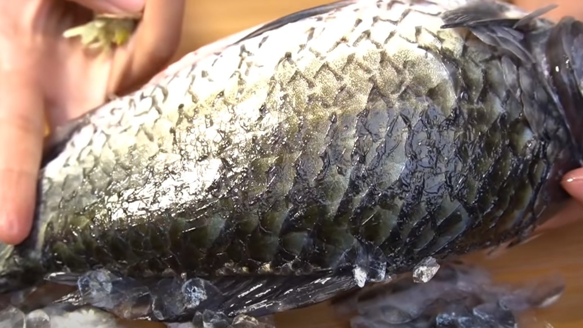 刮魚鱗貼士 唔用刀刮鱗更輕鬆 只需1樣食材1個膠袋安全乾淨慳力 香港01 教煮 刮魚鱗貼士 唔用刀刮鱗更輕鬆 只需1樣食材1個膠袋安全乾淨慳力 香港01 教煮