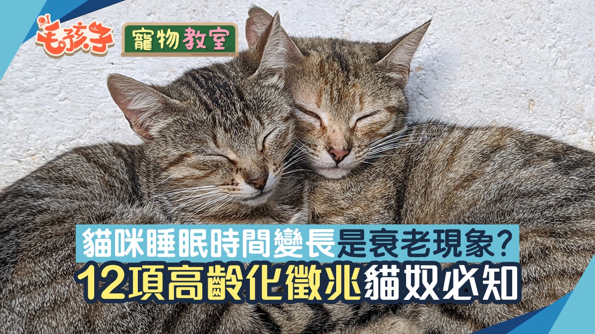 貓貓冷知識 睡眠時間變長是衰老現象12大貓咪高齡徵兆貓主必讀