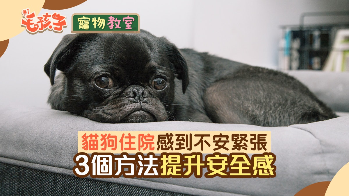 寵物住院 貓狗住院情緒超緊張3個方法提升安全感 寵物住院 貓狗住院情緒超緊張3個方法提升安全感