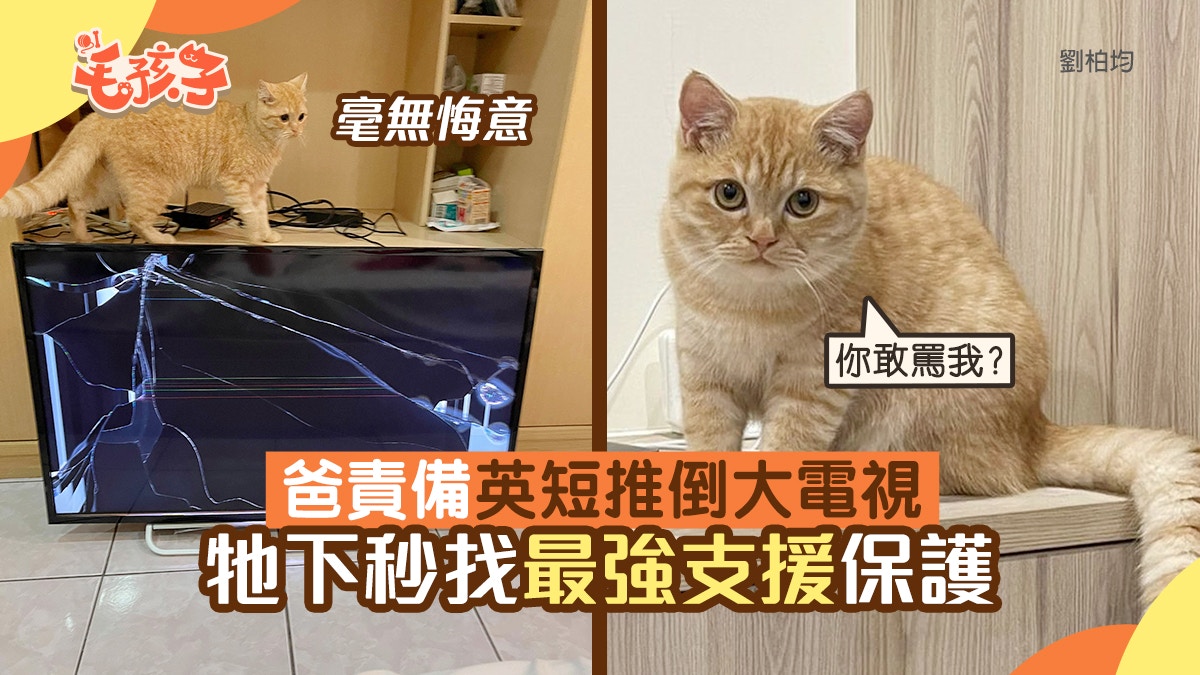 英國短毛貓推倒電視毫無悔意　被爸責備即找「最強支援」保護