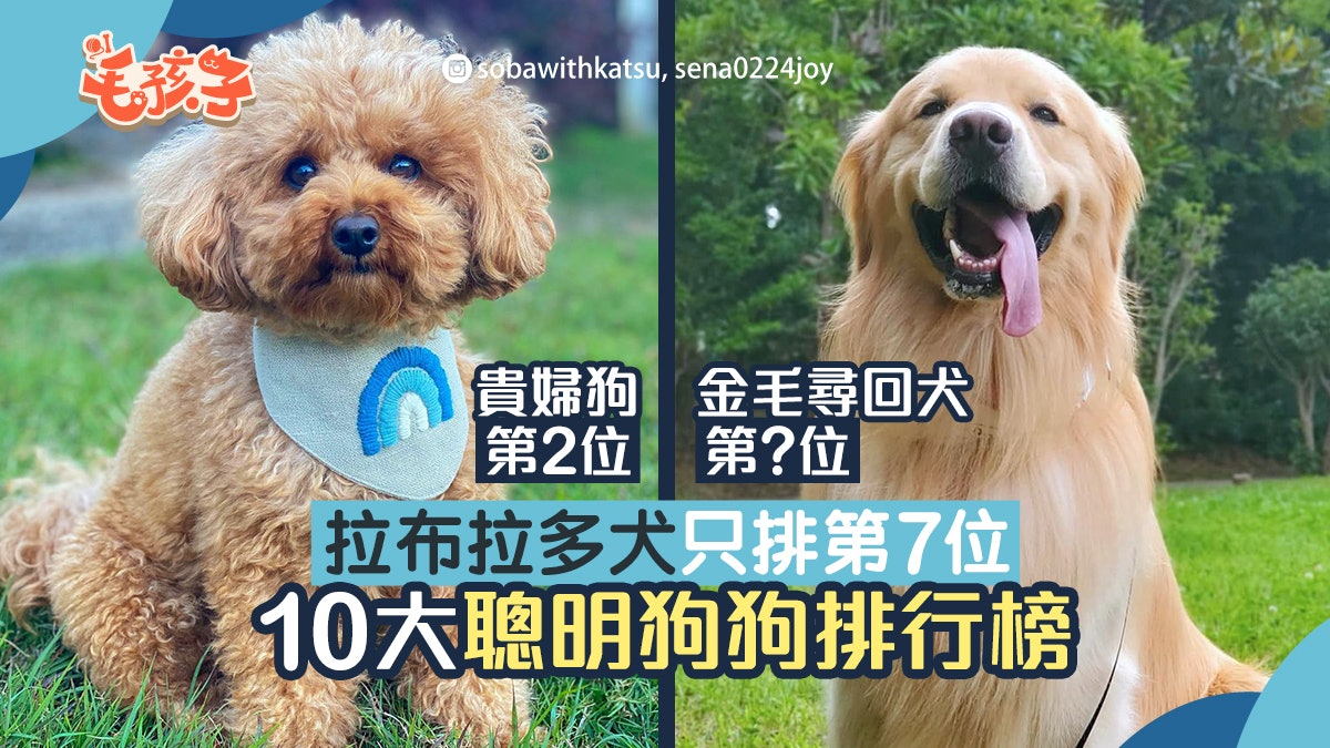 10大聰明狗排行榜拉布拉多犬只排第7 貴婦狗 金毛犬榜上有名 10大聰明狗排行榜拉布拉多犬只排第7 貴婦狗 金毛犬榜上有名